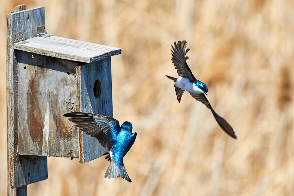 Bluebird Houses: How to Set One Up That Actually Works 1 panning photo of two blue birds