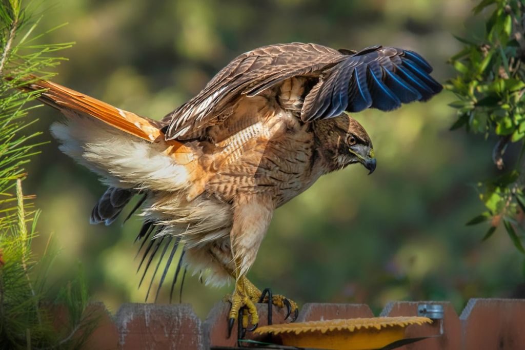 Red-tailed Hawk perched with wings partly spread showing brown plumage