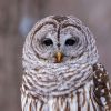 Barred Owl: The Owl That Asks "Who Cooks for You?" 3 Barred Owl close-up showing dark eyes and mottled brown plumage