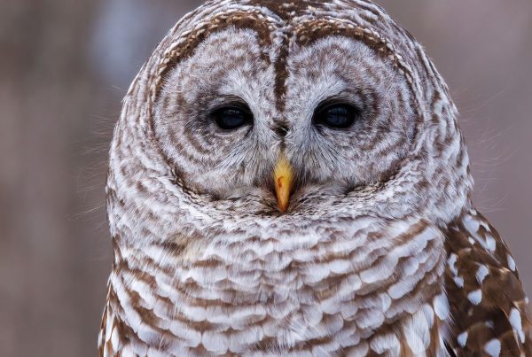 Barred Owl: The Owl That Asks "Who Cooks for You?" 13 Barred Owl close-up showing dark eyes and mottled brown plumage