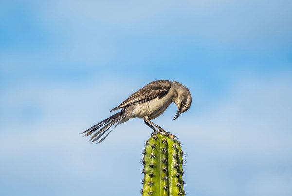 Northern Mockingbird: The Bird That Learns 200 Songs 12 Northern Mockingbird perched on a cactus against blue sky