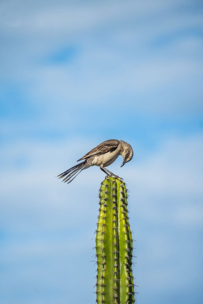 Northern Mockingbird perched on a cactus against blue sky