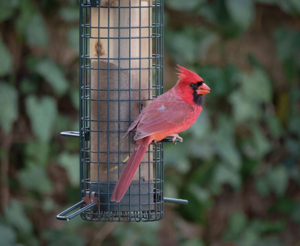 Male Northern Cardinal perched at a bird feeder showing bright red plumage