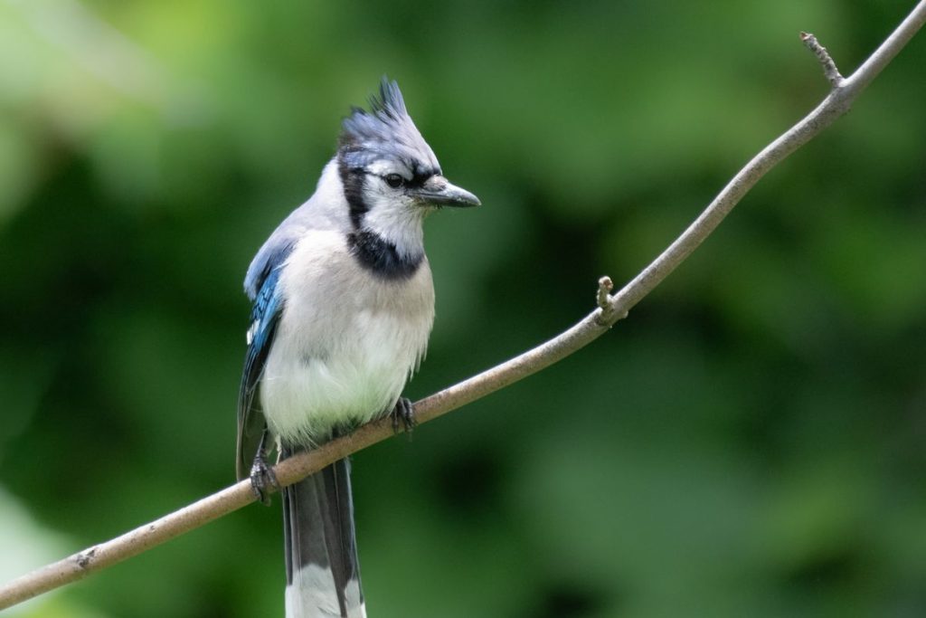 Blue Jay perched on a branch showing blue plumage and crest