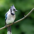 What Do Blue Jays Eat? Complete Diet and Feeding Guide 10 Blue Jay perched on a branch showing blue plumage and crest