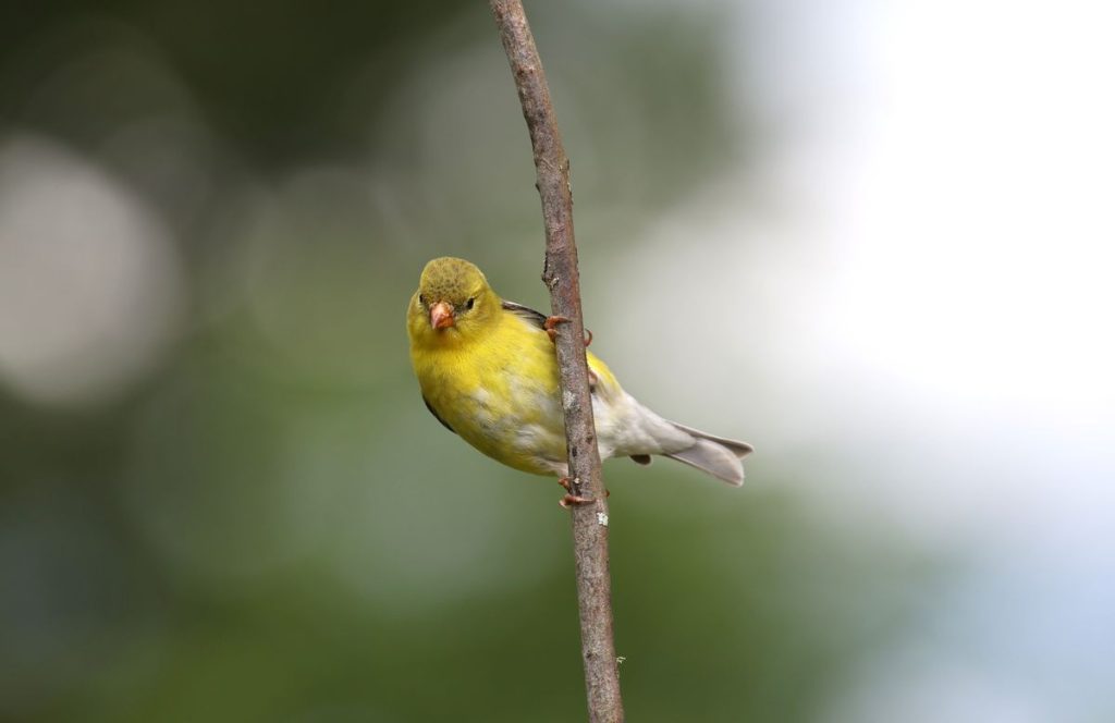 American Goldfinch perched on a branch showing bright yellow plumage and black wings