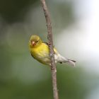 American Goldfinch vs Yellow Warbler: How to Tell Them Apart 8 American Goldfinch perched on a branch showing bright yellow plumage and black wings