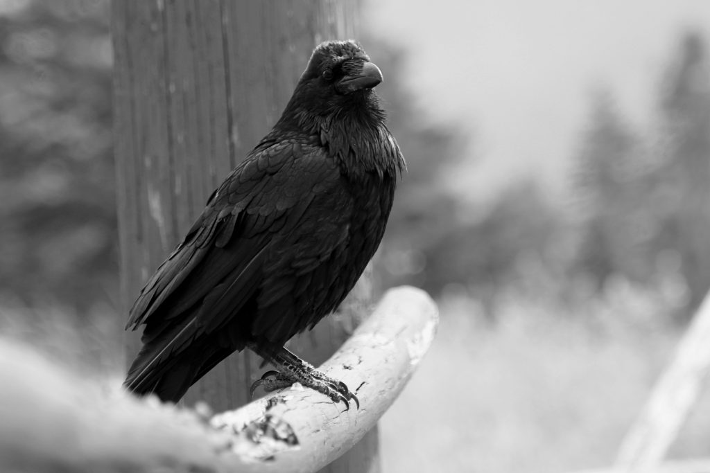 Common Raven perched showing its large size and heavy bill