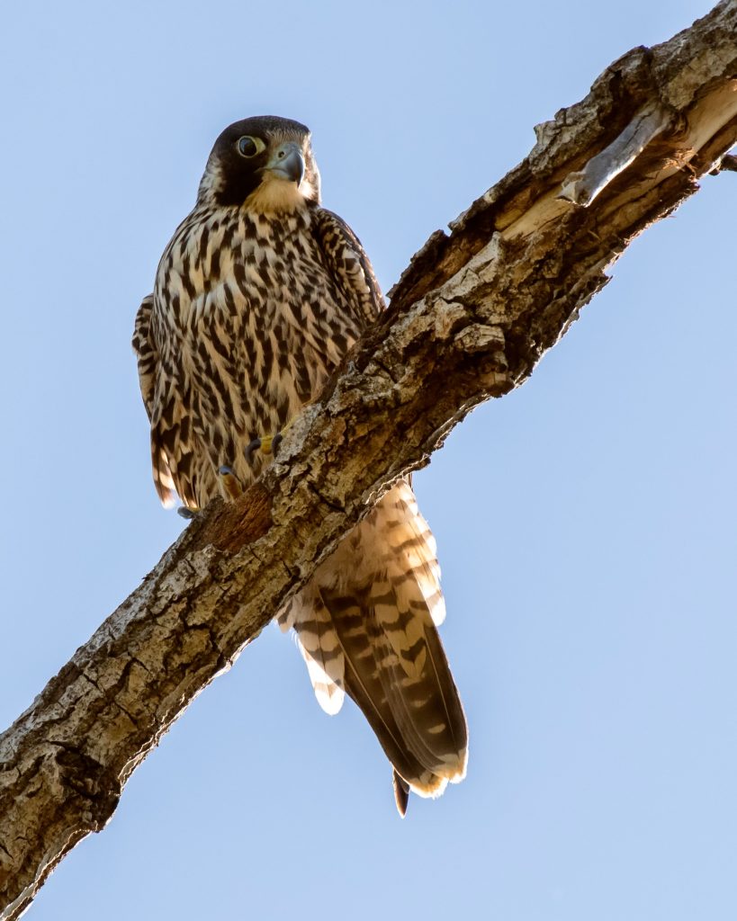 Peregrine Falcon perched on a tree branch showing its dark facial mask and barred underparts