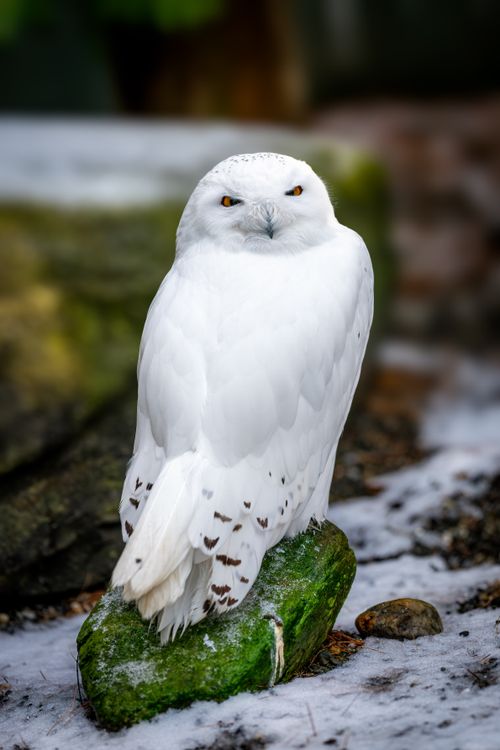 Snowy Owl perched on a moss-covered rock in a snowy setting