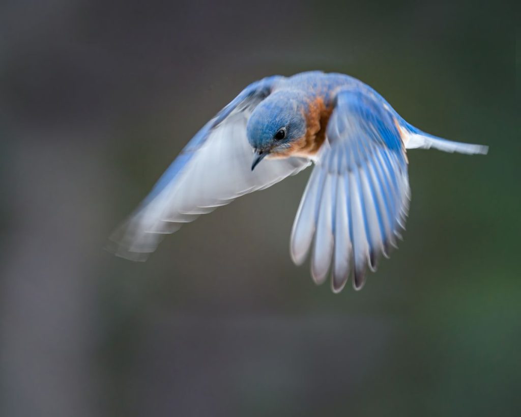 Eastern Bluebird in flight showing bright blue plumage and orange breast