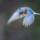 Bluebird Symbolism: What It Means When You See One 9 Eastern Bluebird in flight showing bright blue plumage and orange breast