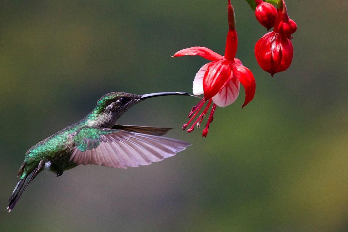 How a Hummingbird's Tongue Works 1 green and brown humming bird flying