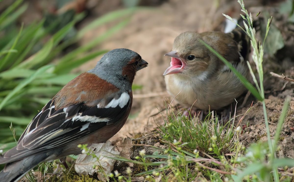 House Finch vs Purple Finch: How to Tell Them Apart 2 a couple of birds sit in the grass