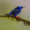 Indigo Bunting: ID Guide and Why the Blue Isn't Actually Blue 2 blue hummingbird on tree branch
