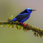 Indigo Bunting: ID Guide and Why the Blue Isn't Actually Blue 8 blue hummingbird on tree branch