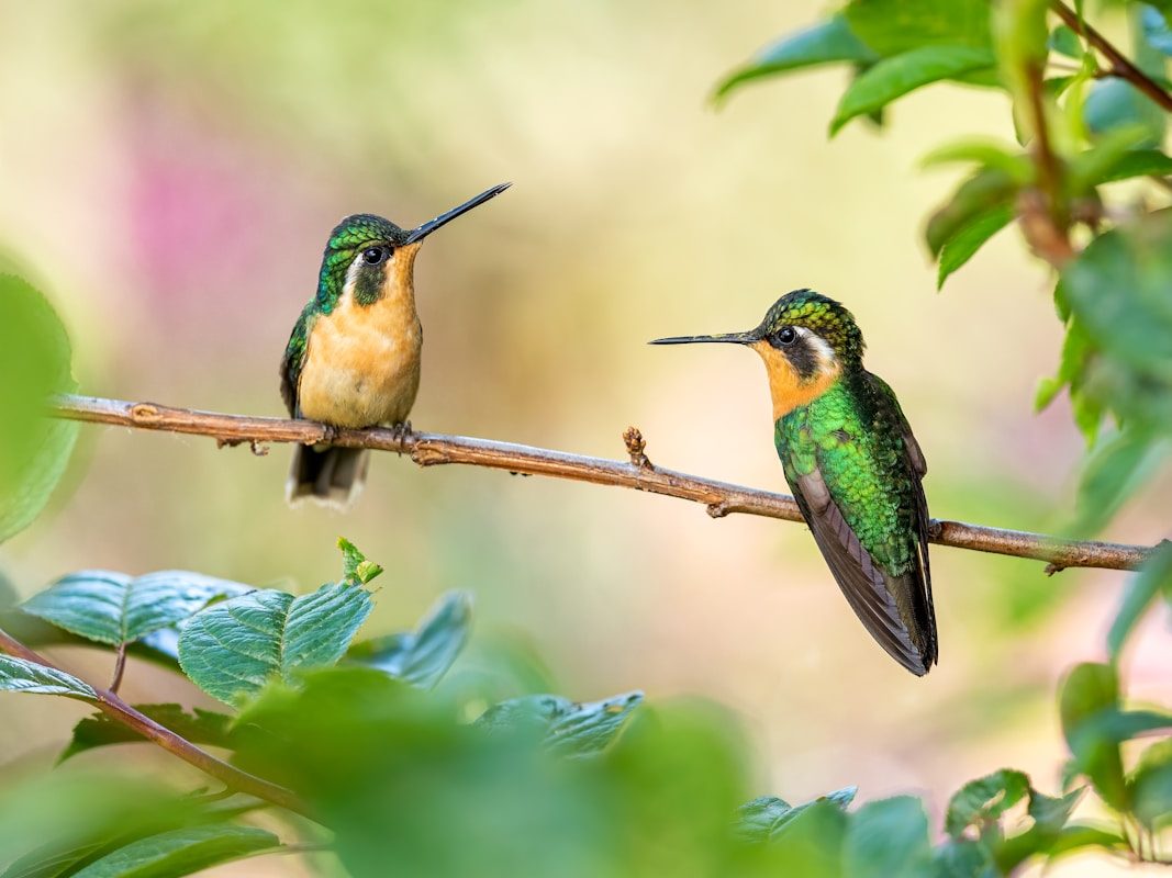 When Do Hummingbirds Leave? Fall Departure Dates by State 2 green and brown humming bird