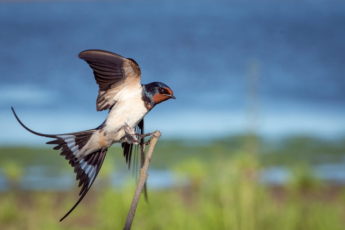 Tree Swallow: ID Guide, Nesting and Why It Returns So Early 1 macro-photography blue, brown, and white sparrow on branch