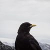 Black Bird with Yellow Beak: 8 Species You Might See 1 black crow