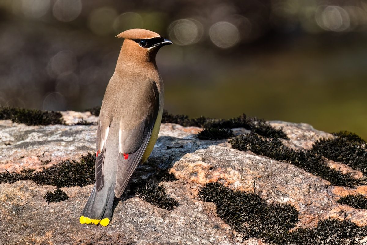 Cedar Waxwing: ID Guide, Diet and the Berry Behavior Explained 2 A bird sitting on top of a rock next to a body of water