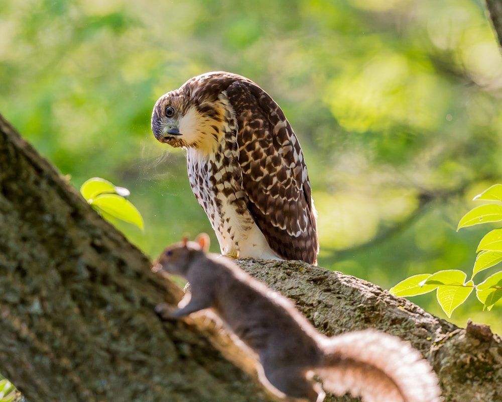 Cooper's Hawk vs Sharp-shinned Hawk: The ID Guide That Actually Works 1 eagle standing on tree branch while looking at black squirrel