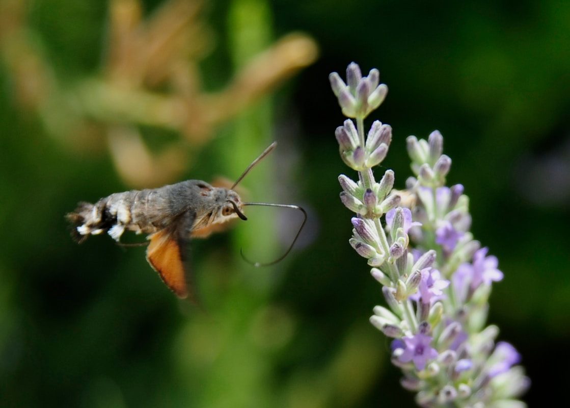 Hummingbird Moth Pupa: What It Looks Like and Where to Find It 2 A hummingbird moth hovers near lavender flowers.