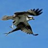 Osprey vs Eagle: How to Tell Them Apart in Flight 1 An osprey soars with a fish in its claws.