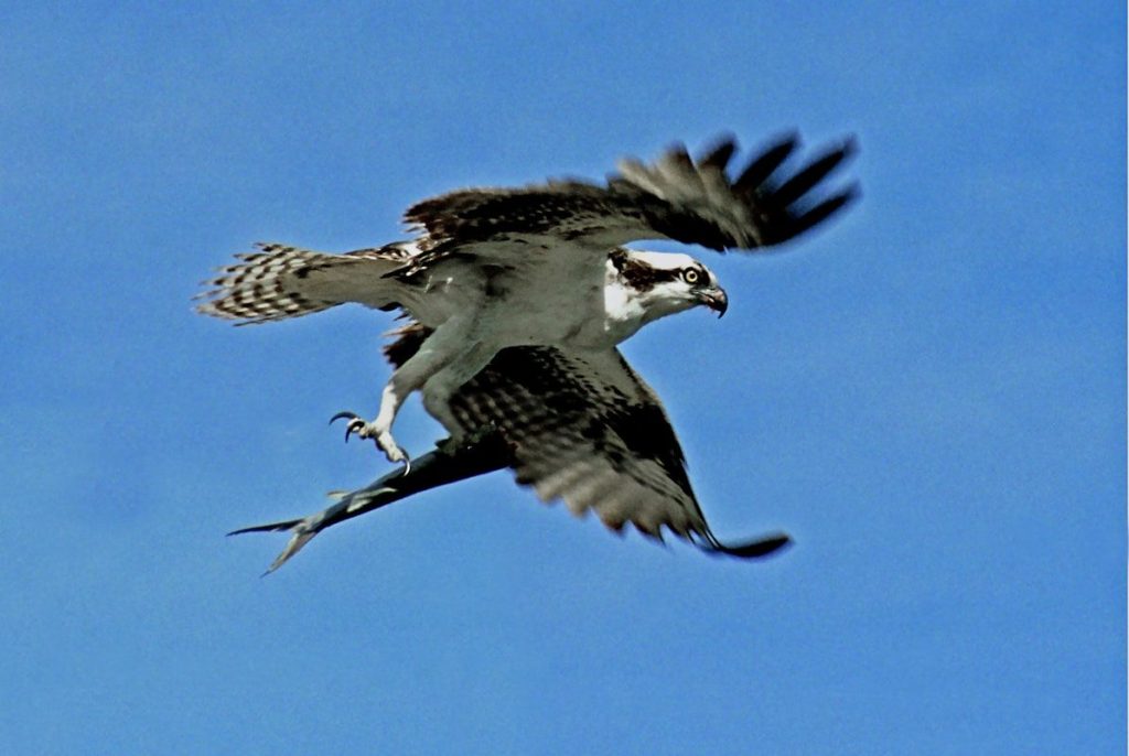 An osprey soars with a fish in its claws.