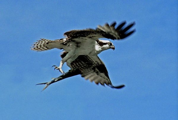 Osprey vs Eagle: How to Tell Them Apart in Flight 7 An osprey soars with a fish in its claws.
