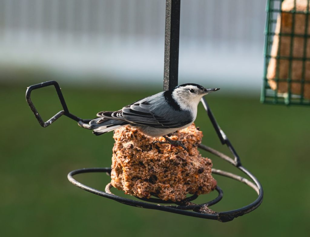 White-Breasted Nuthatch showing blue-gray back and white face