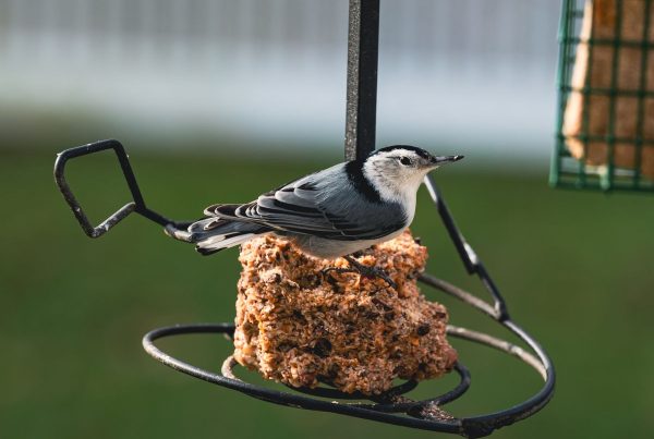 White-Breasted Nuthatch: The Upside-Down Bird 5 White-Breasted Nuthatch showing blue-gray back and white face