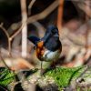 Eastern Towhee: The Bird That Says Its Own Name 1 A towhee with dark hood and rufous flanks, close relative of the Eastern Towhee