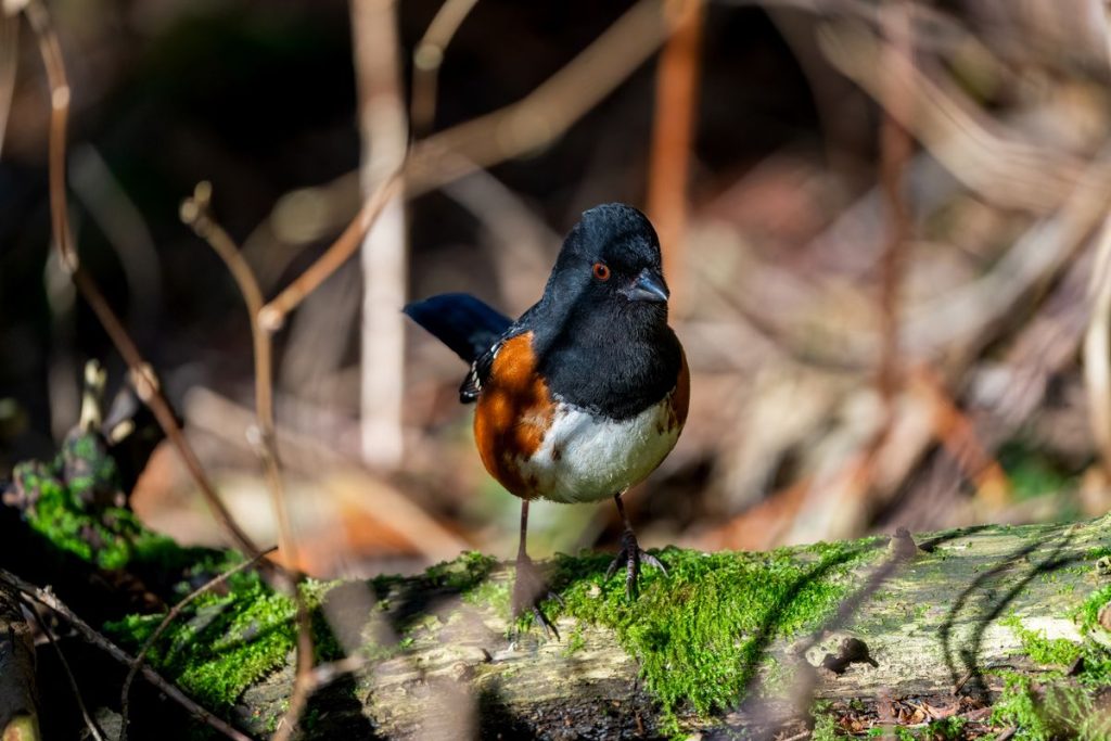 A towhee with dark hood and rufous flanks, close relative of the Eastern Towhee