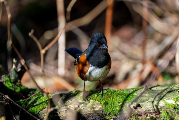 Eastern Towhee: The Bird That Says Its Own Name 5 A towhee with dark hood and rufous flanks, close relative of the Eastern Towhee
