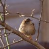 House Wren: Small, Plain, and Surprisingly Ruthless 1 Small plain brown wren perched on a branch
