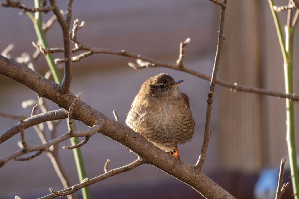 Small brown wren perched on a branch