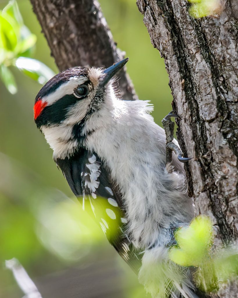 Downy Woodpecker perched on a tree showing black and white markings