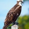 Osprey: The Only Hawk That Eats Almost Exclusively Fish 3 Osprey standing on a post showing brown plumage and white head