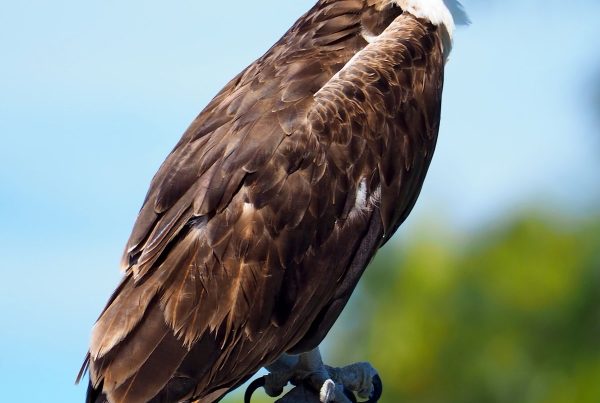 Osprey: The Only Hawk That Eats Almost Exclusively Fish 6 Osprey standing on a post showing brown plumage and white head