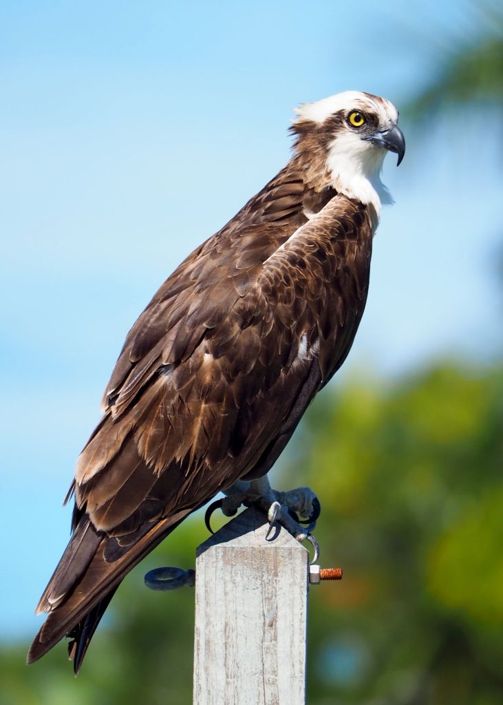 Osprey standing on a post showing brown plumage and white head