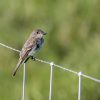 Eastern Phoebe: The Tail-Wagging Flycatcher 5 Eastern Phoebe perched on a wire fence