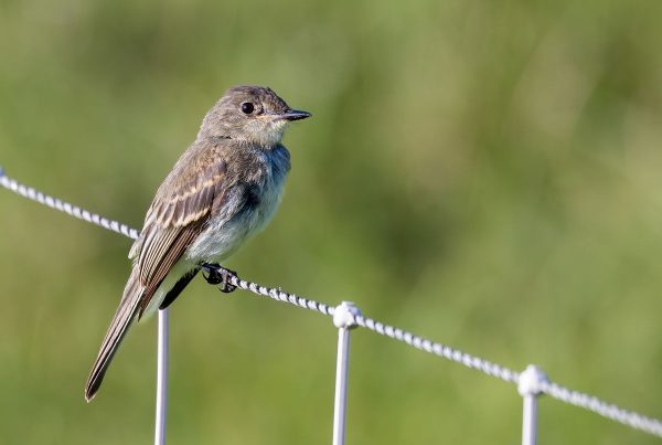 Eastern Phoebe: The Tail-Wagging Flycatcher 7 Eastern Phoebe perched on a wire fence