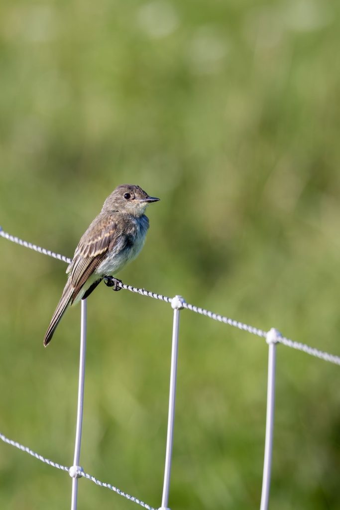 Eastern Phoebe perched on a wire fence