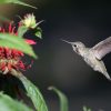 Anna's Hummingbird: The One That Doesn't Migrate South 1 Anna's Hummingbird hovering near a red flower