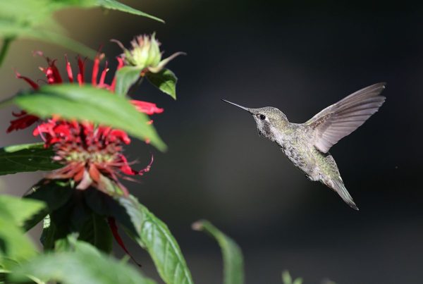 Anna's Hummingbird: The One That Doesn't Migrate South 5 Anna's Hummingbird hovering near a red flower