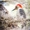 Northern Flicker: The Woodpecker That Feeds on the Ground 2 Northern Flicker showing spotted underparts and black bib pattern