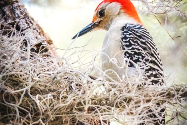 Northern Flicker: The Woodpecker That Feeds on the Ground 6 Northern Flicker showing spotted underparts and black bib pattern