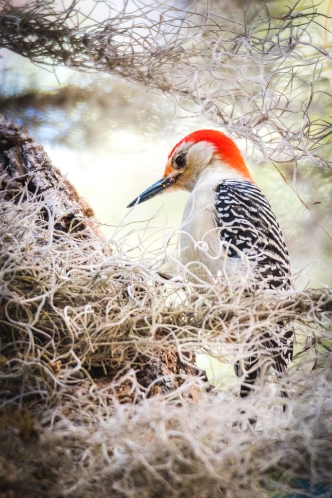 Northern Flicker showing spotted underparts and black bib pattern