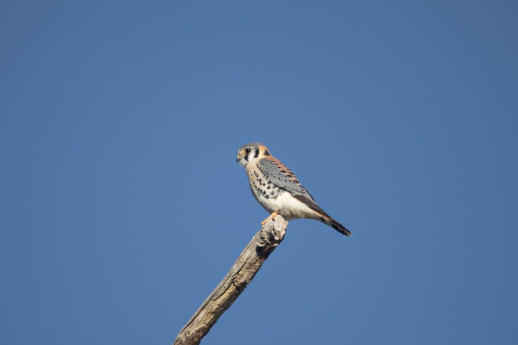 American Kestrel perched on a wooden pole