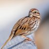Song Sparrow: The Bird With a Different Song in Every Region 1 Song Sparrow perched on a rock showing streaked breast